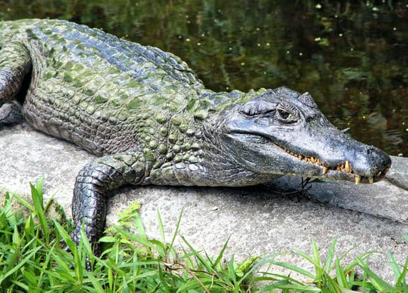 動物図鑑・パラグアイカイマン